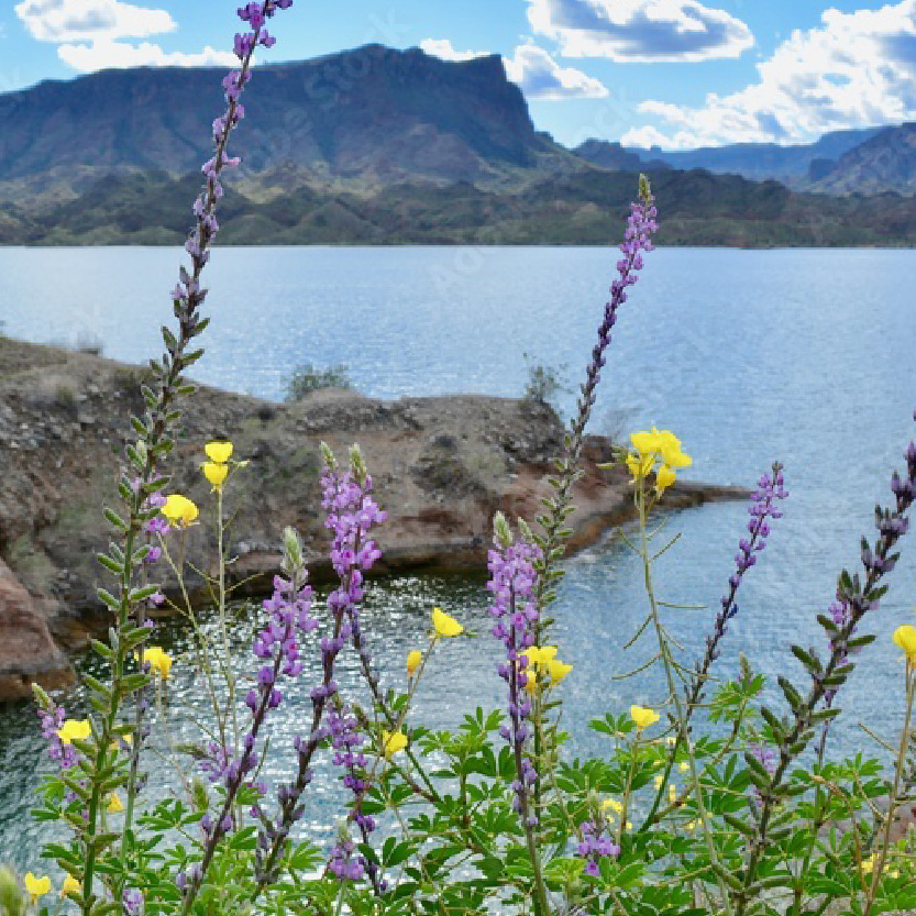 A landscape with mountains and water in the background, and wildflowers in the foreground.